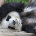 Спит ли панда? 
