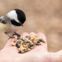 Дни наблюдения за птицами Дни наблюдения за птицами