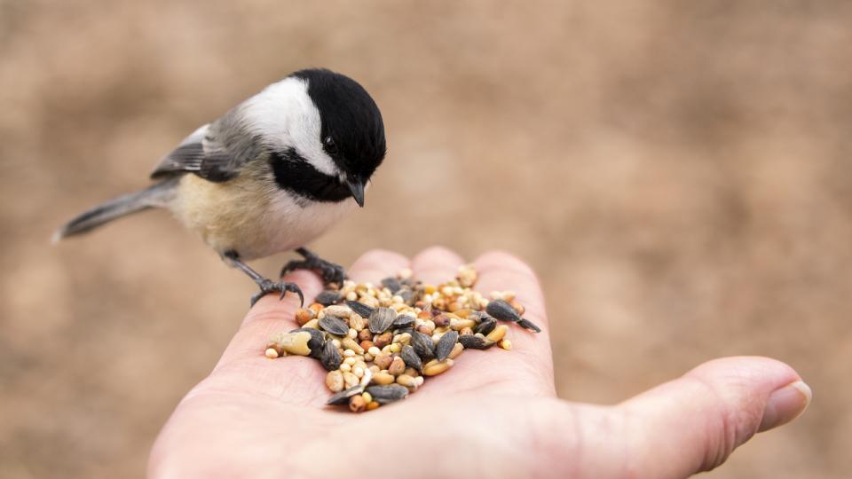 Чем кормить птиц зимой картинки для детей