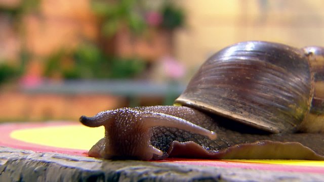 Лапы, морды и хвосты Телеканал «О!»