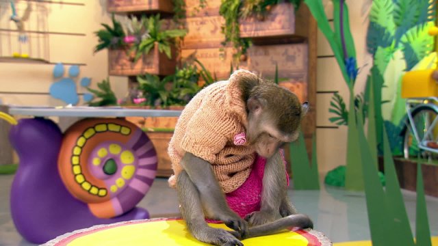 Глобальное потепление изменило пути миграции тигровых акул