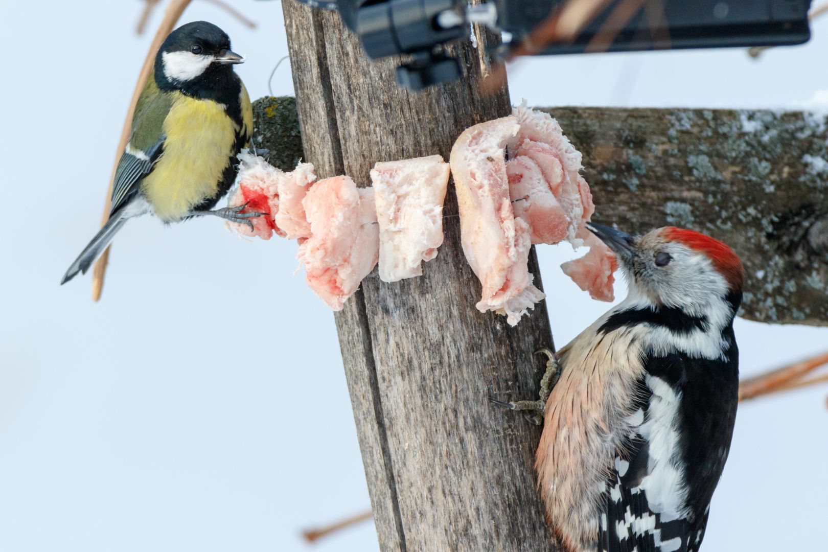 Чем кормить птиц зимой?