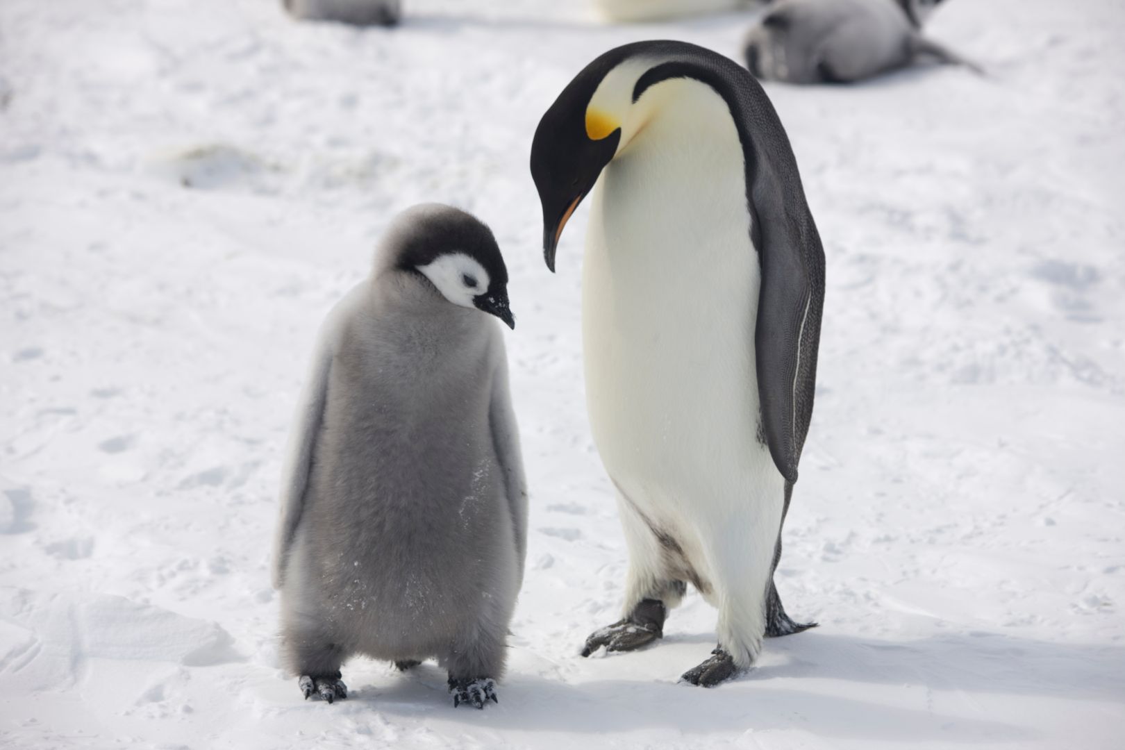 мама пингвина как называется