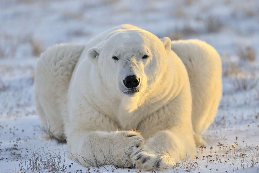 интересные факты о белом медведе