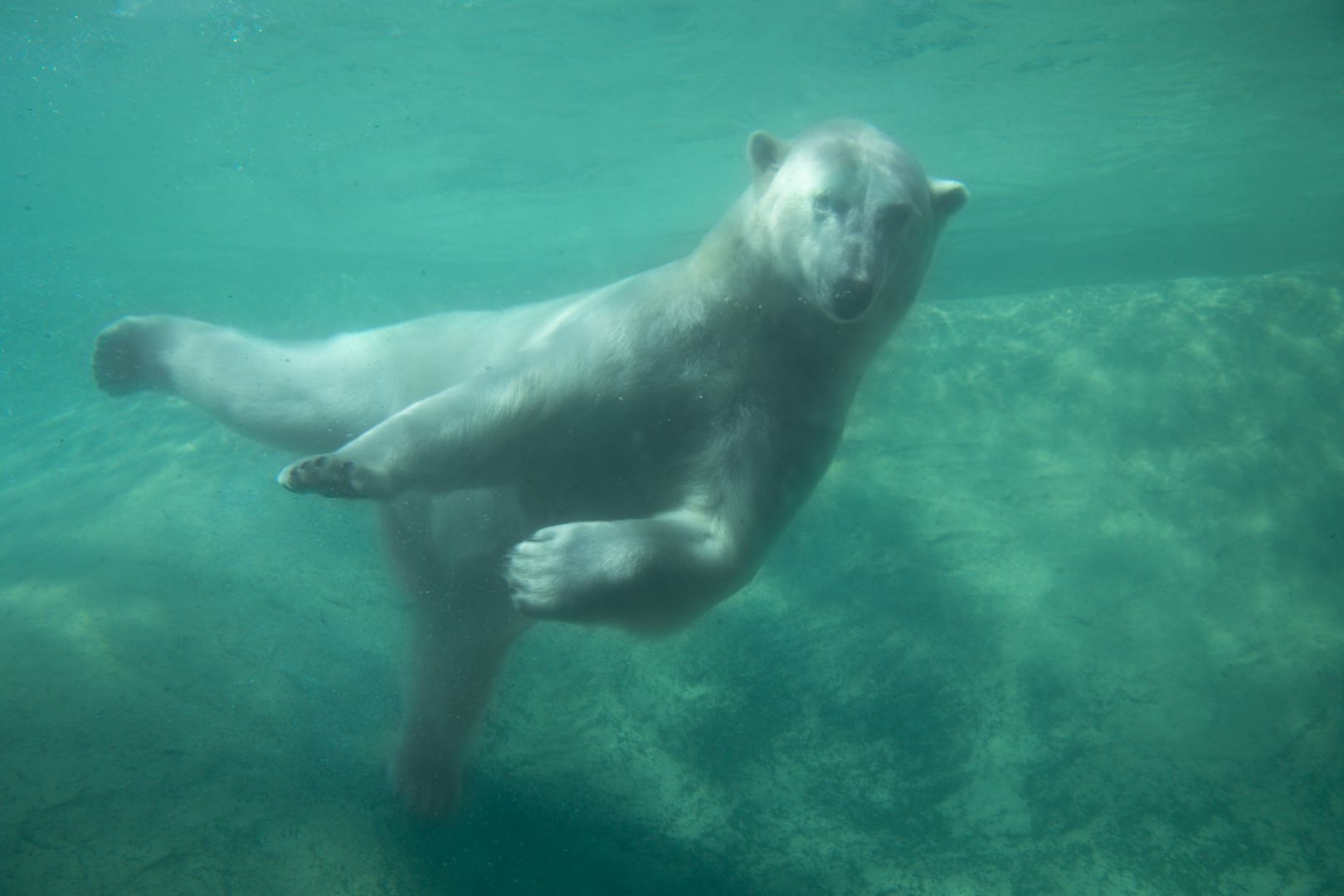 Медведь плавает скорость. Интересные факты о белом медведе. Белый медведь ныряет в воду. Морская медведь с длинным членом. Хищники на севере в воде.