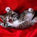 Natali Kuzina/Shutterstock.com 