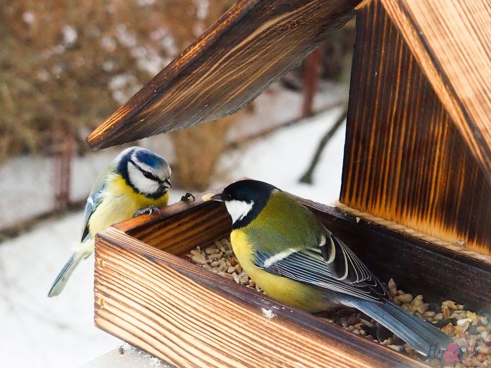 Птичку жалко: чем и как кормить птиц зимой | НашКиїэталон62.рф