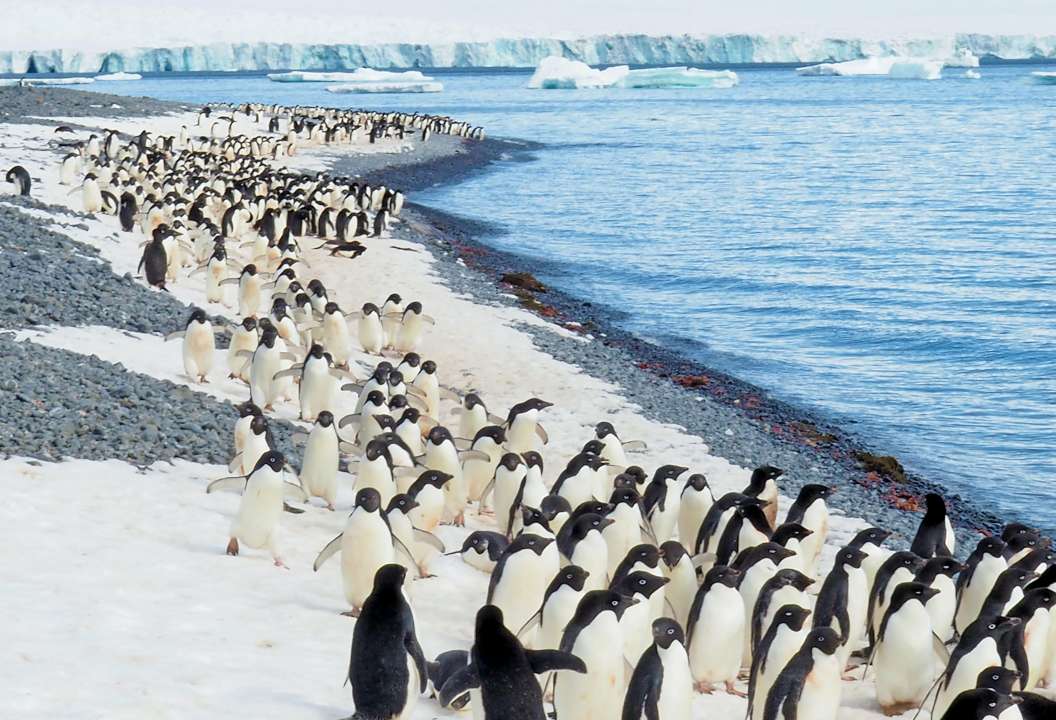 10 удивительных фактов о пингвинах - Телеканал «О!»