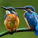 Тест. Самые красивые птицы: угадайте название!