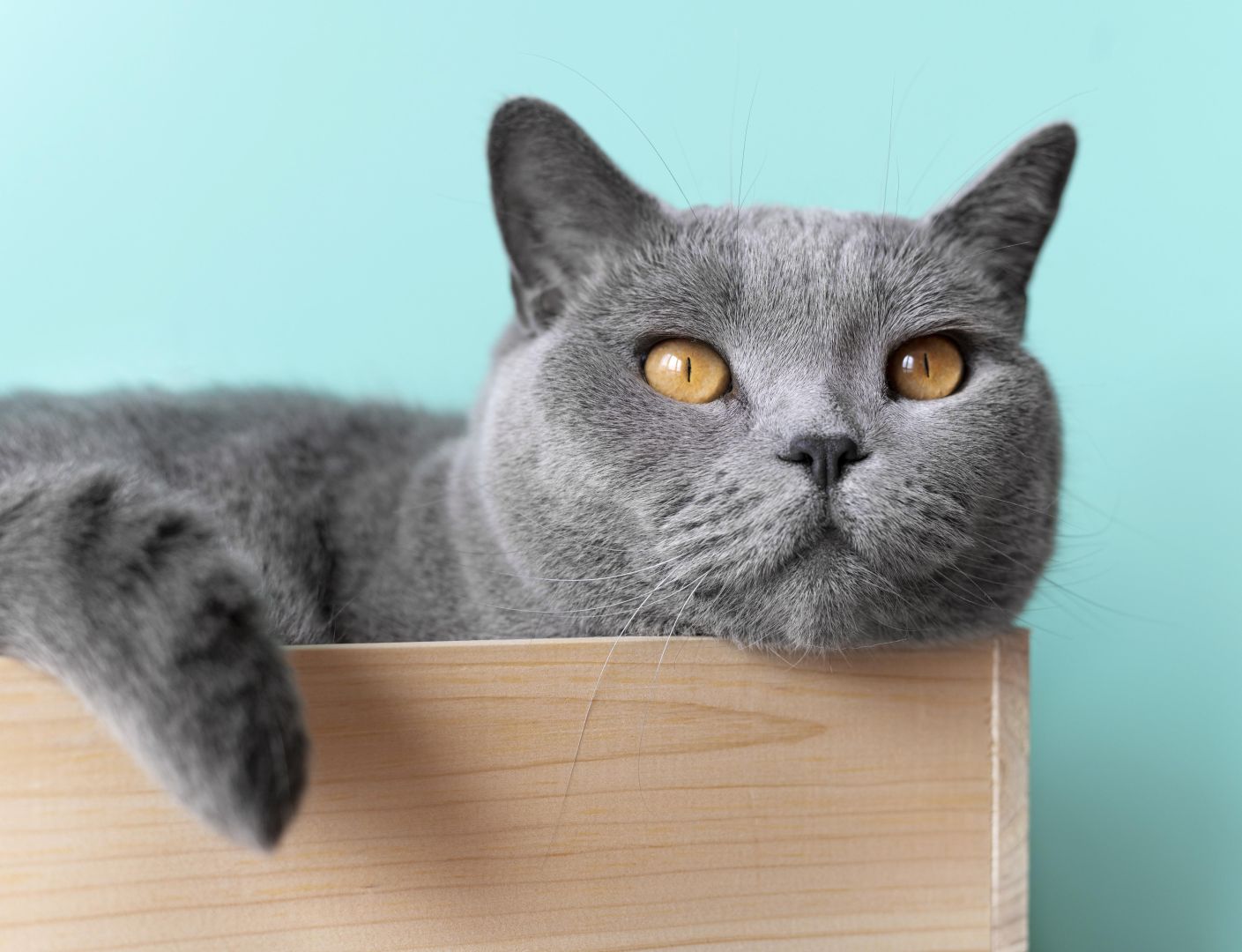 Кошки любят воображаемые коробки | Наука и жизнь