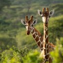 Фото: Quinton Meyer ZA/Shutterstock