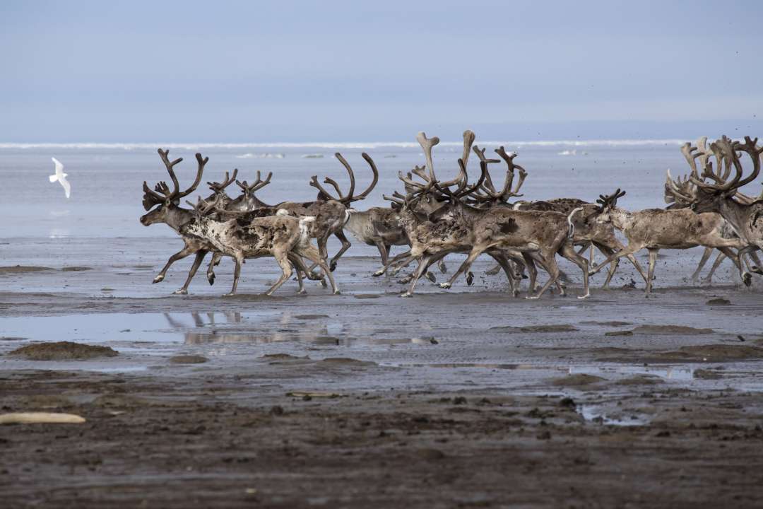 Фото: Olenyok/Shutterstock