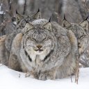Джоан И. Марриотт (Канада), портрет рыси с детенышами. Wildlife Photographer of the Year 