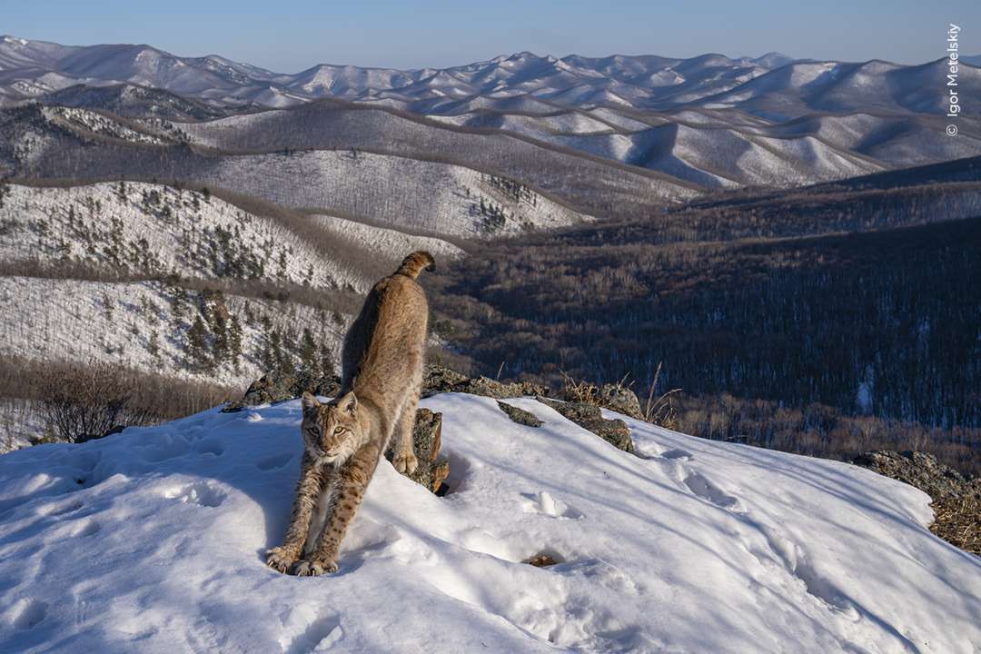 Wildlife Photographer of the Year 