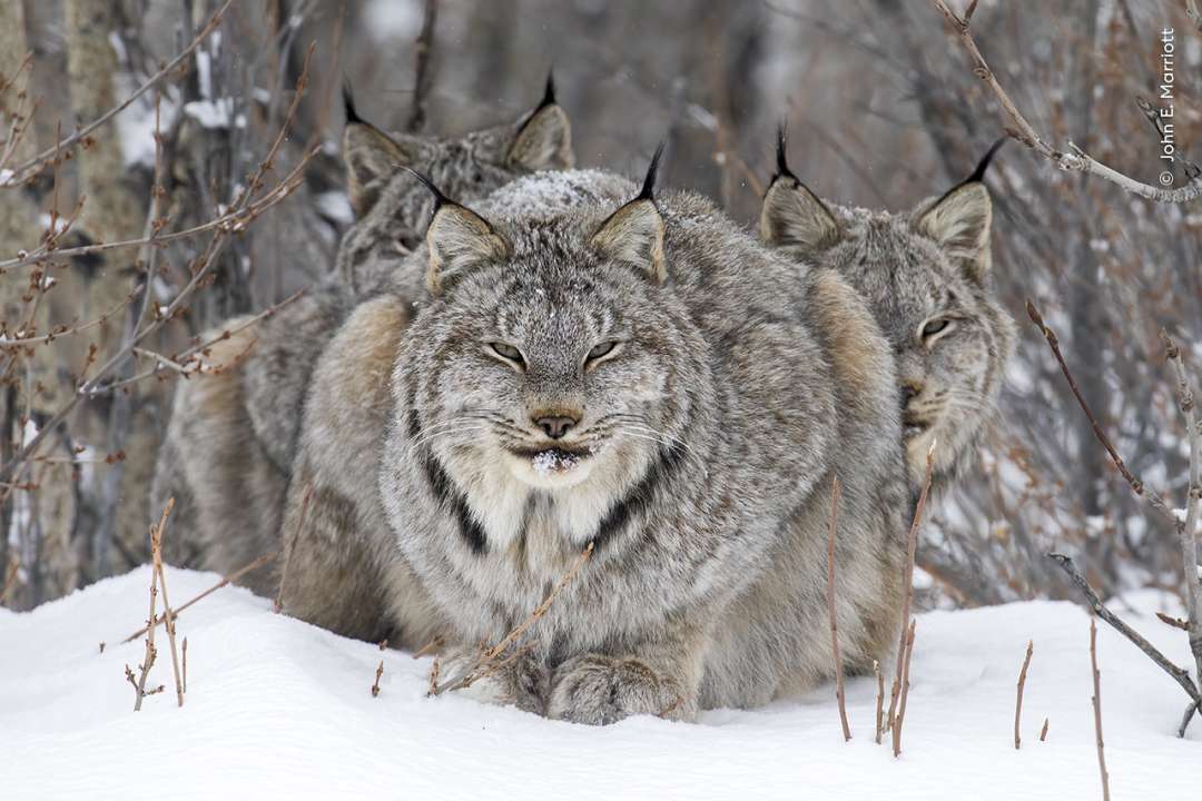 Джоан И. Марриотт (Канада), портрет рыси с детенышами. Wildlife Photographer of the Year 