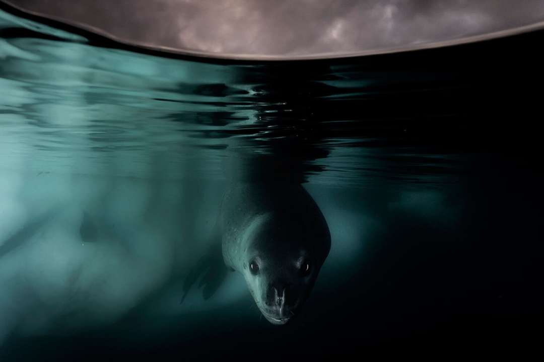 Wildlife Photographer of the Year 