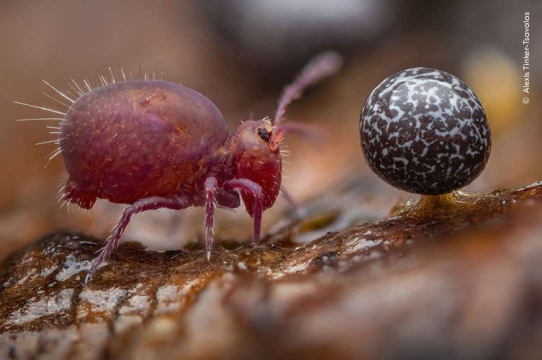 Wildlife Photographer of the Year 