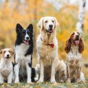 Фото: Daria Shvetcova/Shutterstock