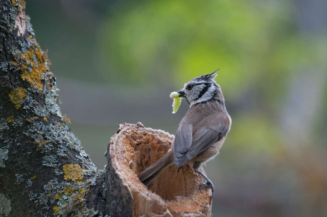 Хохлатая синица. Фото:  Klaas Vledder/Shutterstock