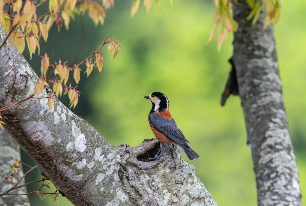 Тиссовая синица. Фото:  Picmin/Shutterstock