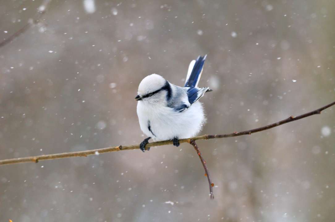 Белая лазоревка. Фото:  Vitpolyak/Shutterstock