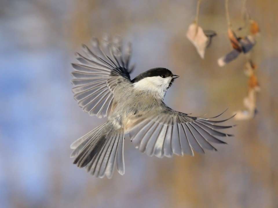 Буроголовая гаичка. Фото:  Victor Tyakht/Shutterstock