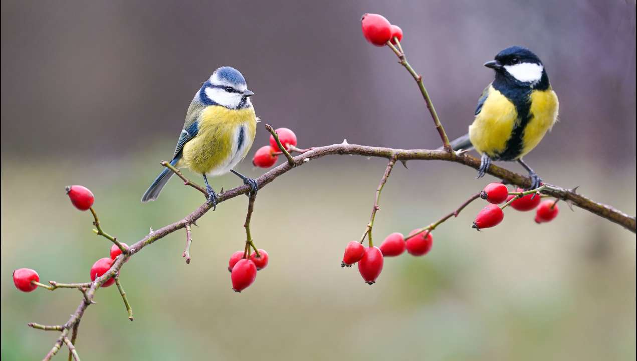 Лазоревка и большая синица. Фото:  godi photo/Shutterstock