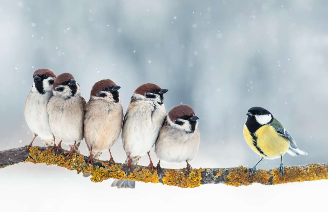 Воробьи и большая синица: кажется, они её слушают? Фото: Bachkova Natalia/Shutterstock