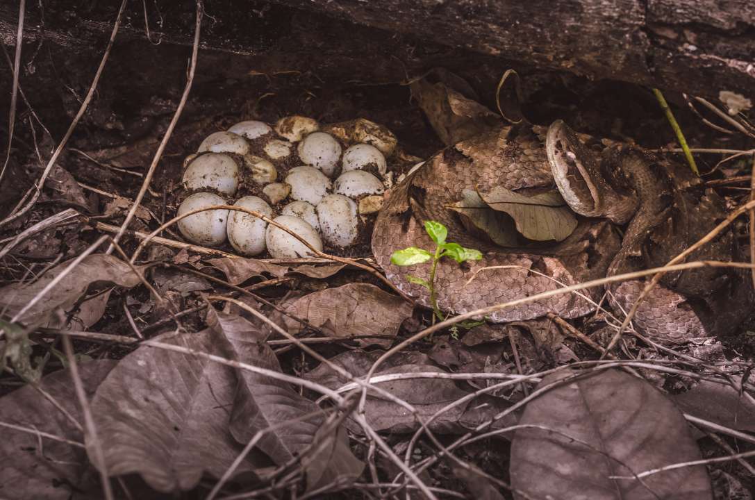 Фото:  Aree/Shutterstock