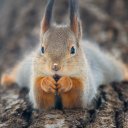 Фото:  nicknameisthekey/Shutterstock