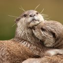 Фото: scooperdigital/Shutterstock