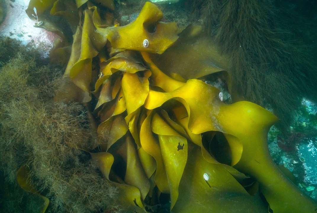 Заросли ламинарии под водой.