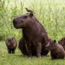 Фото: Marcel_Strelow/Shutterstock