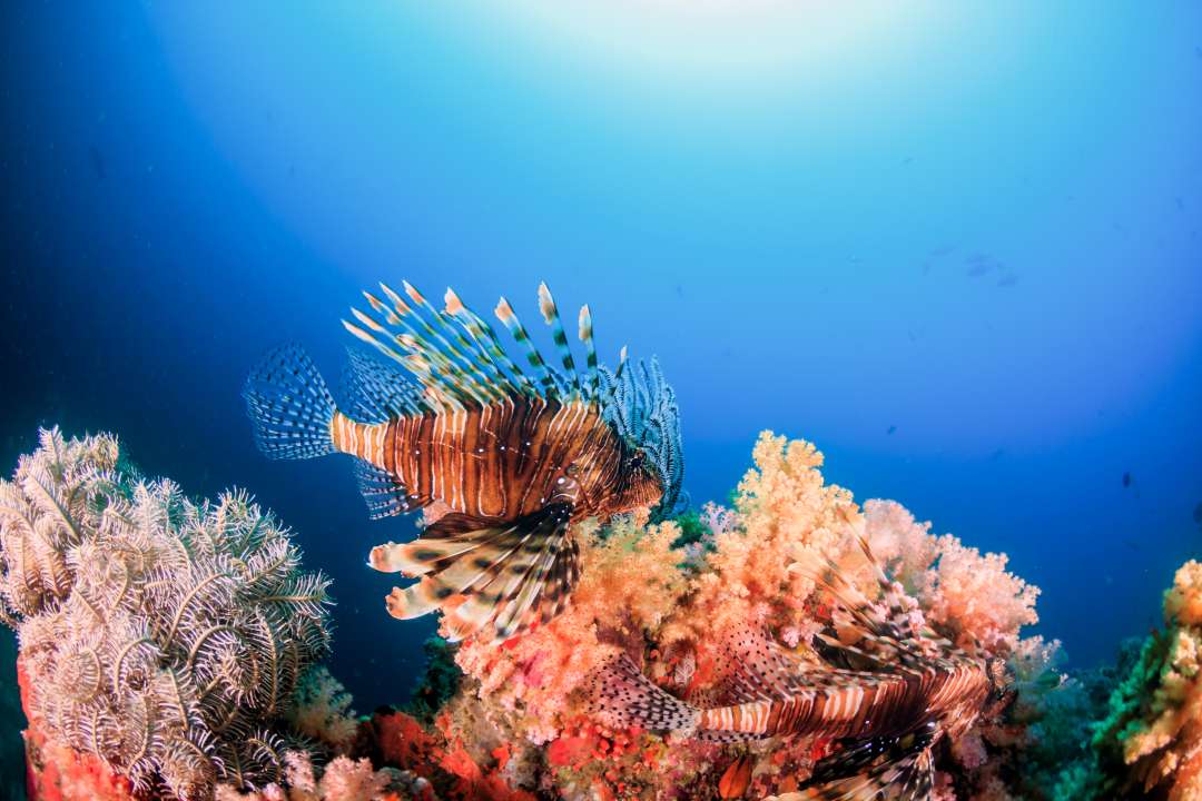 Фото: Richard Whitcombe/Shutterstock