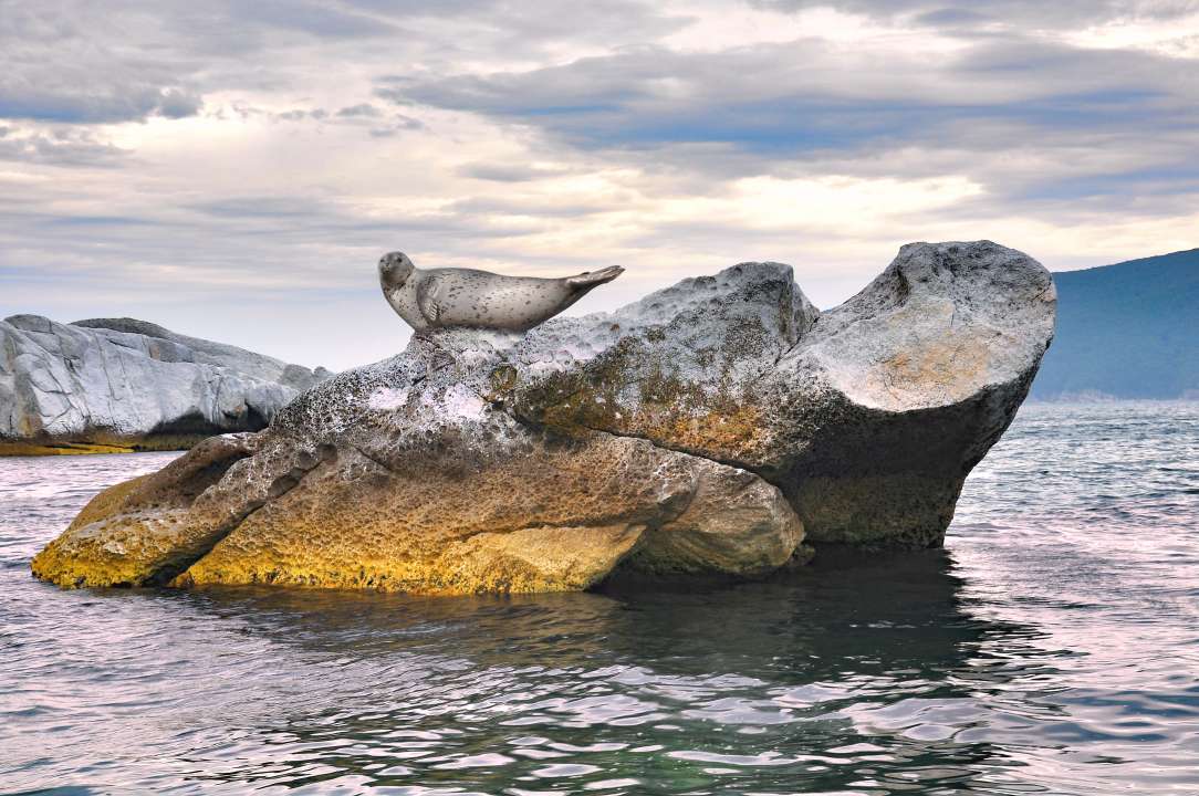 Фото: Nickolai Repnitskii/Shutterstock