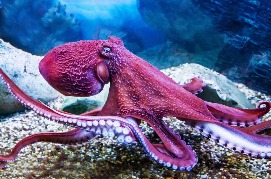 Фото: Victor1153/Shutterstock