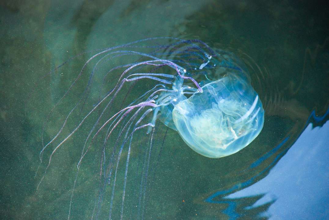 Фото: szepjanos66/Shutterstock