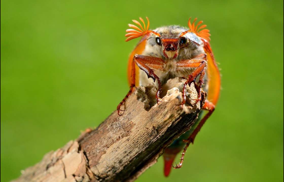 Фото: Alex Stemmer/Shutterstock