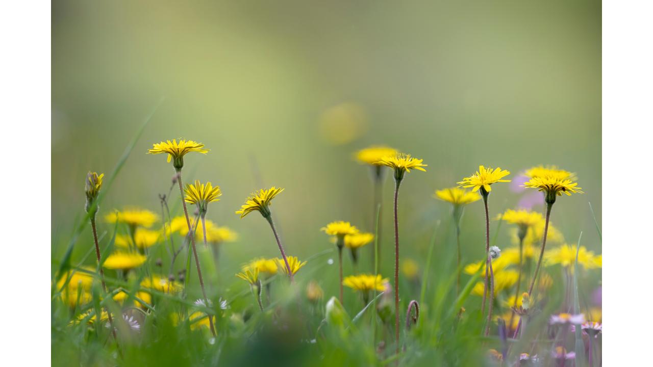 Кульбаба Фото: BILL STEFANIS/Shutterstock