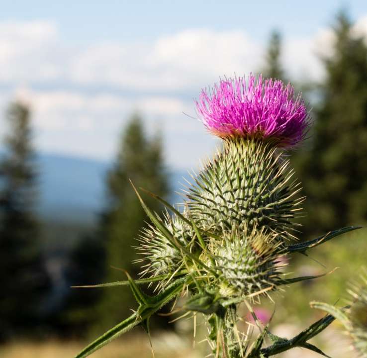 Чертополох Фото: Freepik