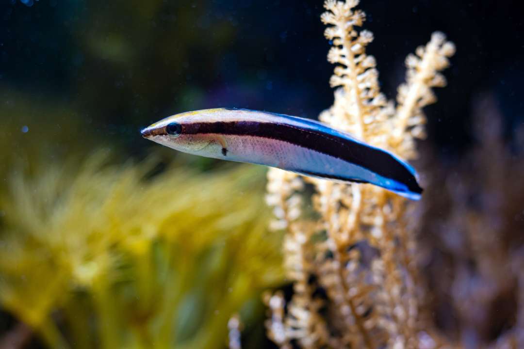 Фото: Aleron Val/Shutterstock