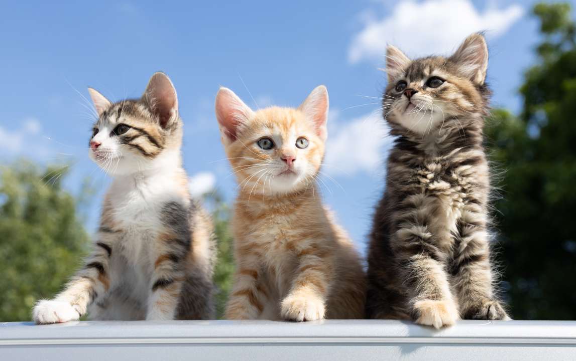 Фото: Anna Pasichnyk/Shutterstock