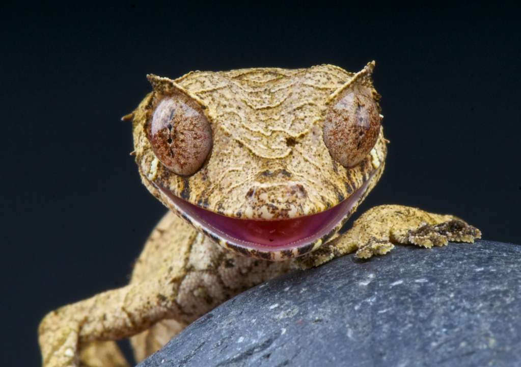 Фото: reptiles4all/Shutterstock