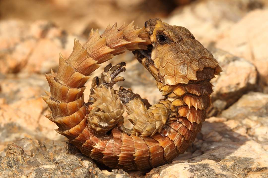 Фото: NickEvansKZN/Shutterstock