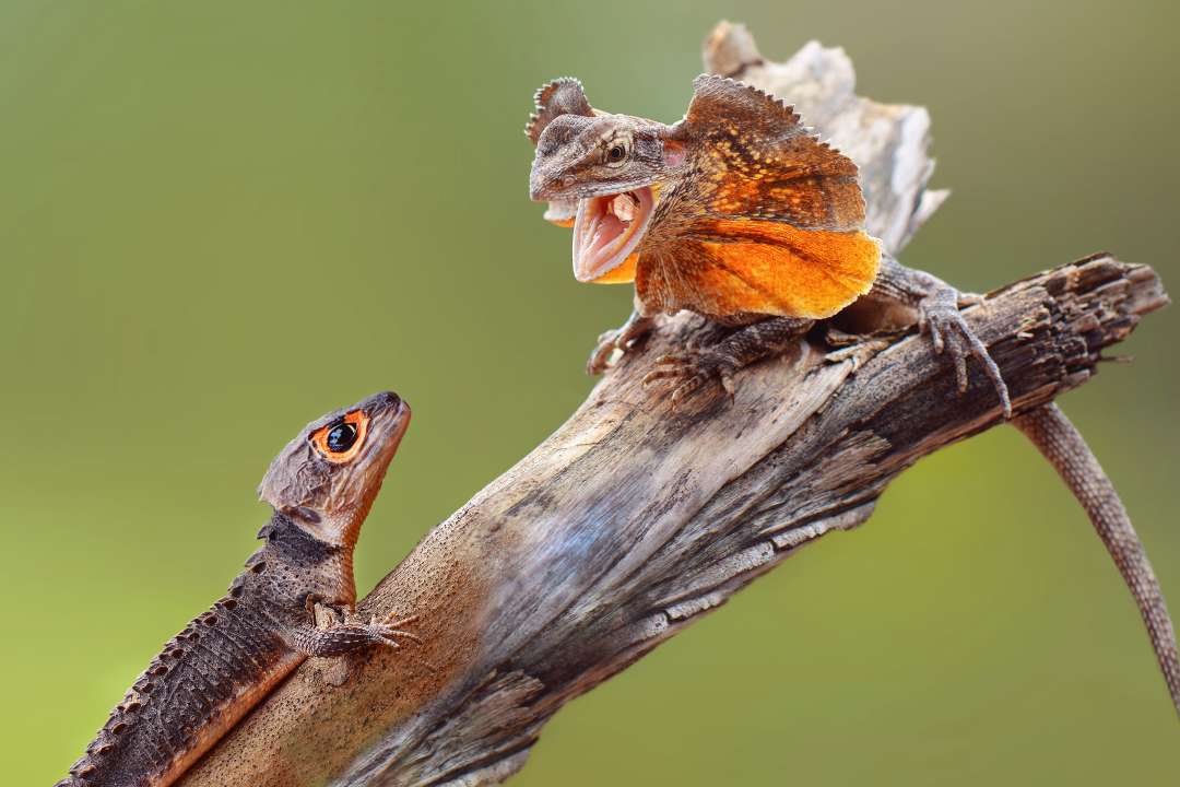 Фото: DWI YULIANTO/Shutterstock