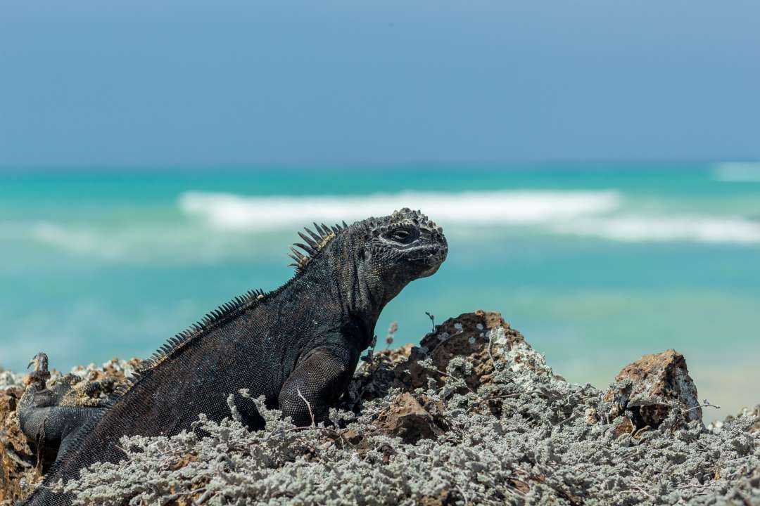 Фото:  Fabian Ponce Garcia/Shutterstock