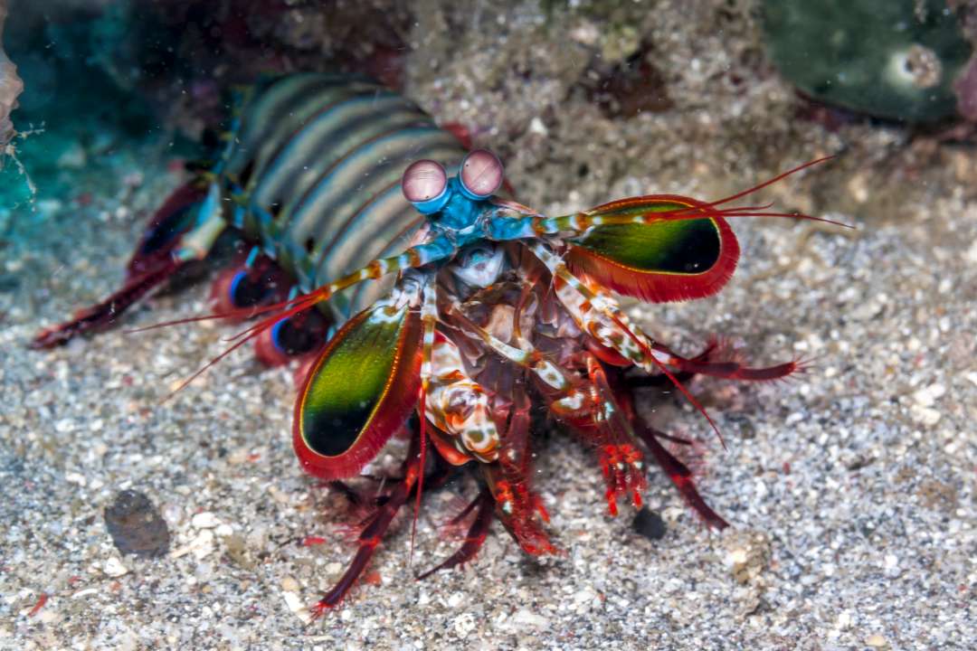 Фото:  John A. Anderson/Shutterstock