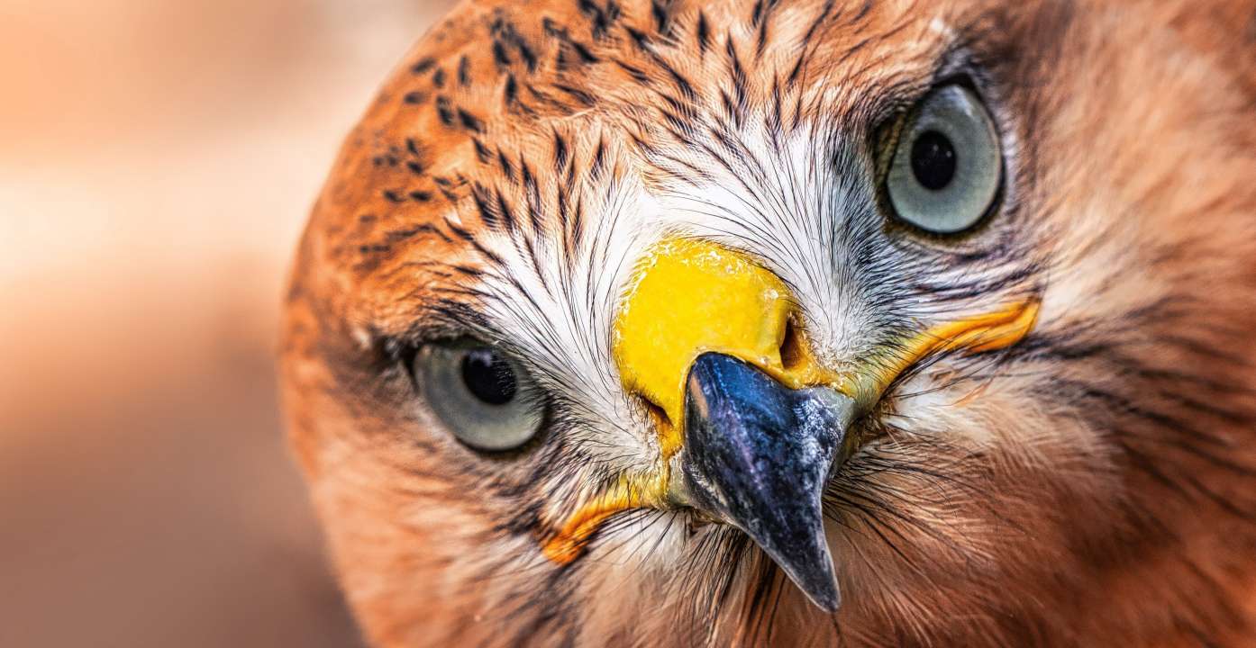 Фото:  mykhailo pavlenko/Shutterstock