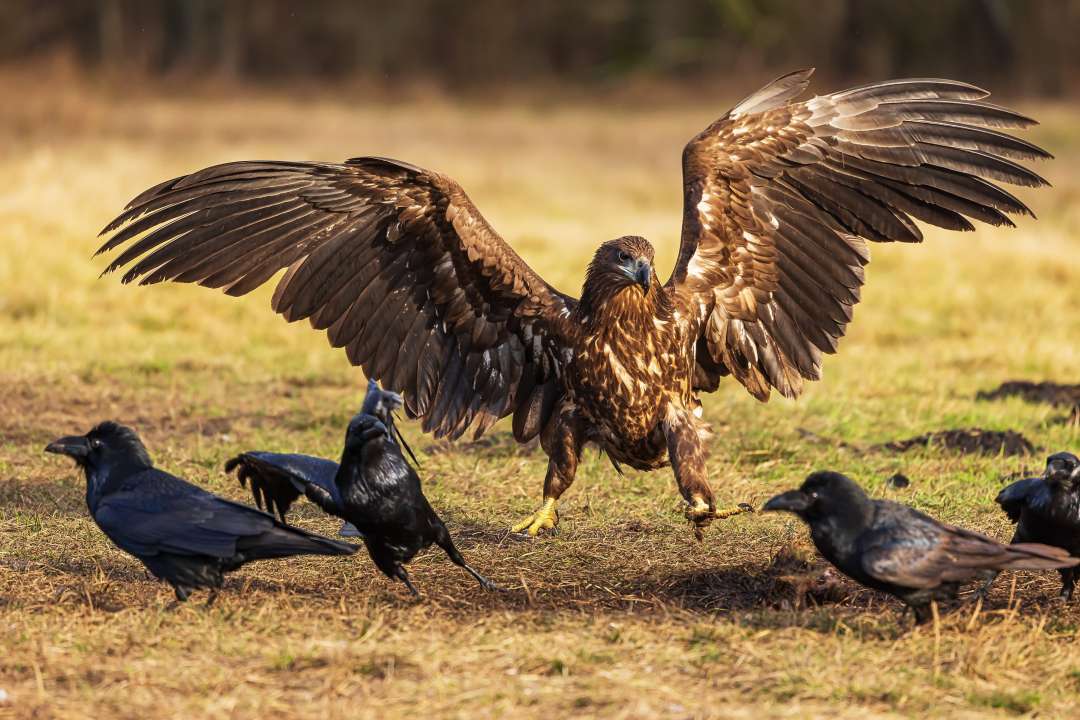 Фото:  Michal Ninger/Shutterstock