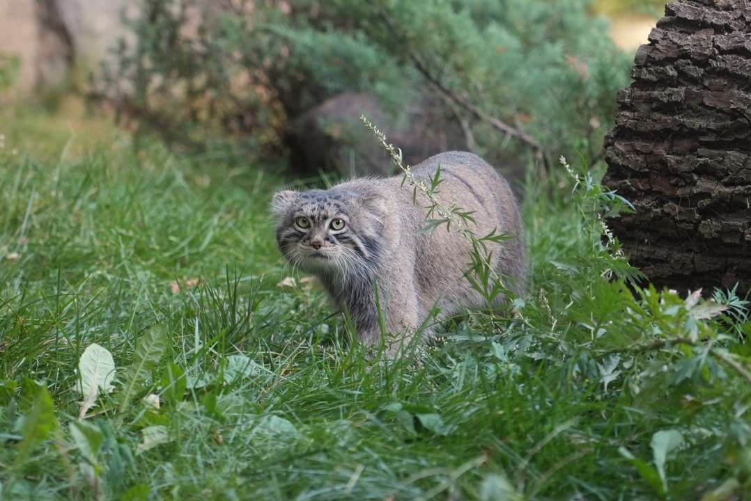 Фото: пресс-служба Московского зоопарка